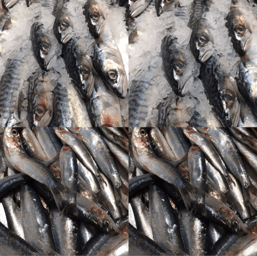 sardine et maqu.
