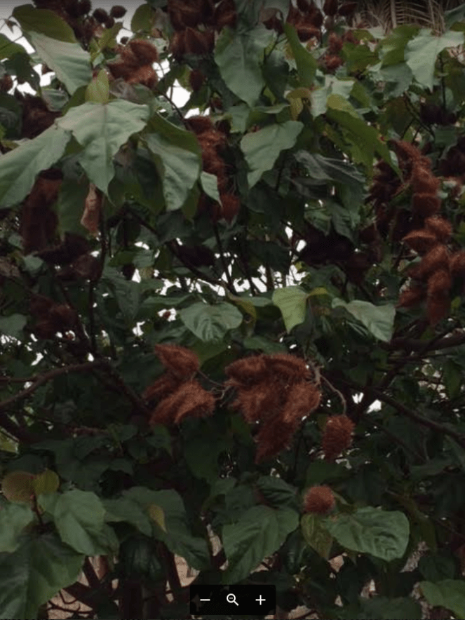 urucum